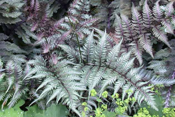 Metallicum Painted Fern